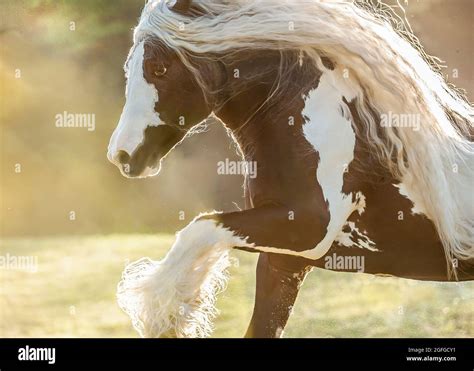 horse flare porn